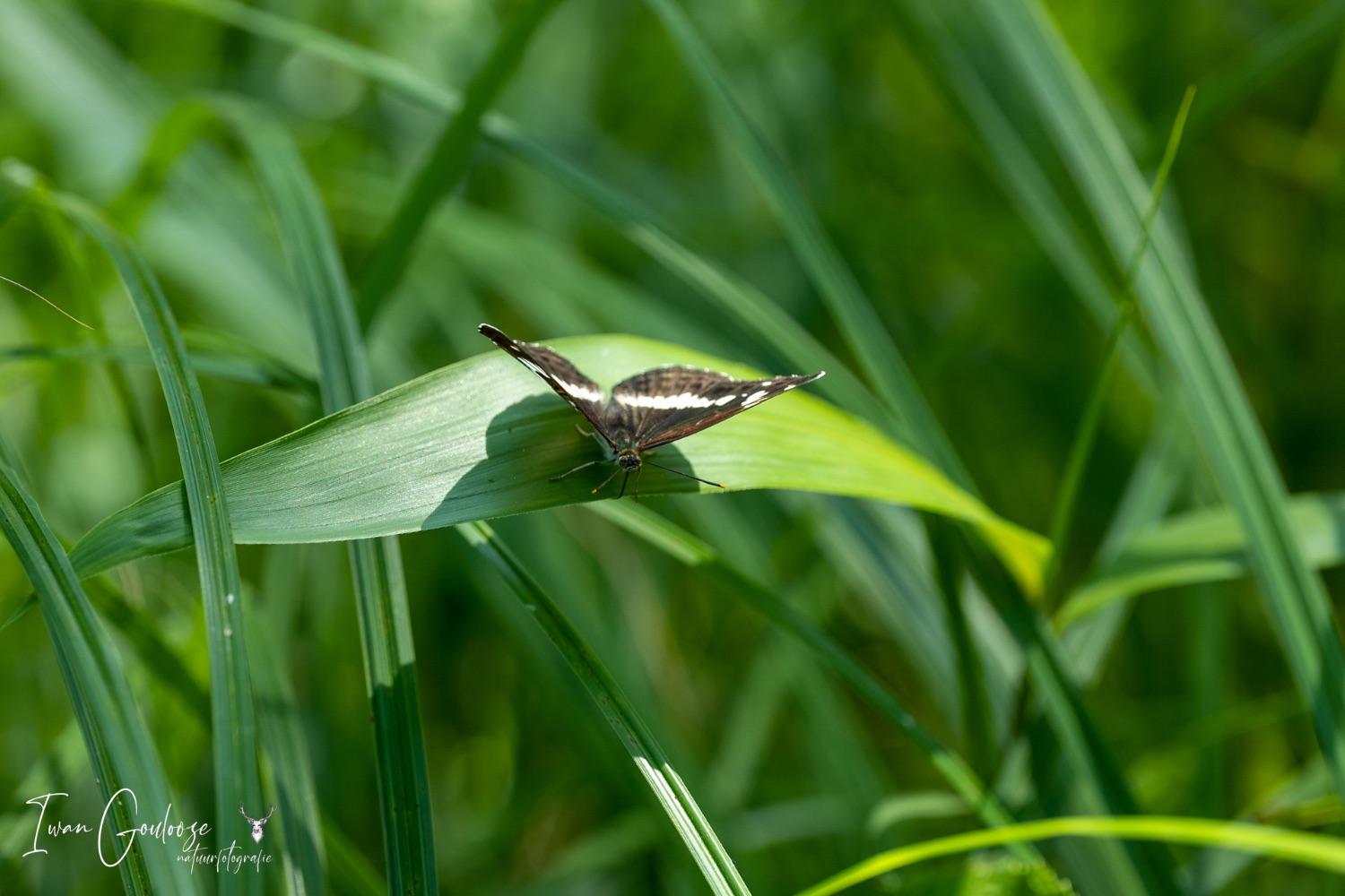 12 juni 2023 124240  R2A8294